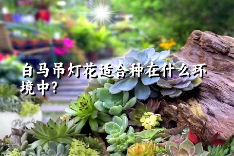 白马吊灯花适合种在什么环境中?