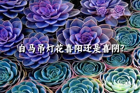 白马吊灯花喜阳还是喜阴?