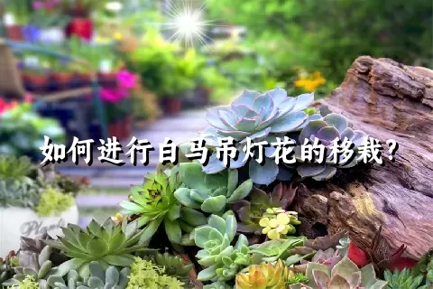 如何进行白马吊灯花的移栽?