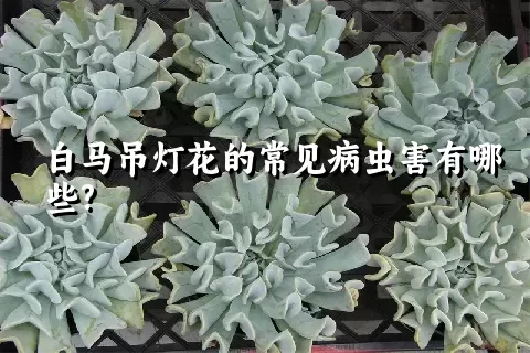 白马吊灯花的常见病虫害有哪些?