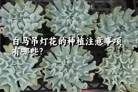 白马吊灯花的种植注意事项有哪些?