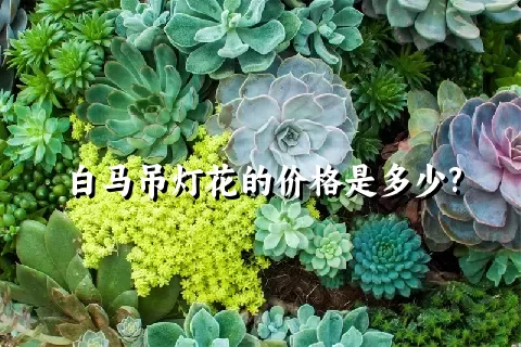 白马吊灯花的价格是多少?