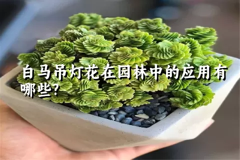 白马吊灯花在园林中的应用有哪些?