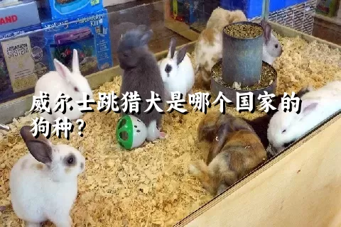 威尔士跳猎犬是哪个国家的狗种？