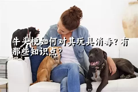 牛头梗如何对其玩具消毒？有那些知识点？