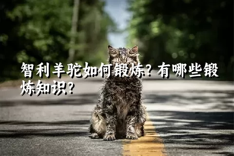 智利羊驼如何锻炼？有哪些锻炼知识？