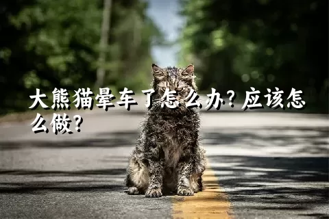 大熊猫晕车了怎么办？应该怎么做？