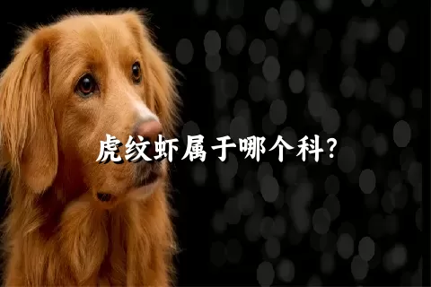 虎纹虾属于哪个科？