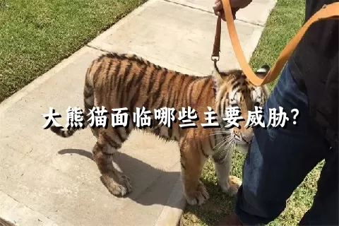 大熊猫面临哪些主要威胁？