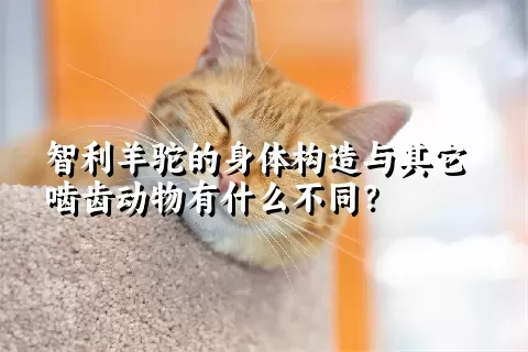 智利羊驼的身体构造与其它啮齿动物有什么不同？