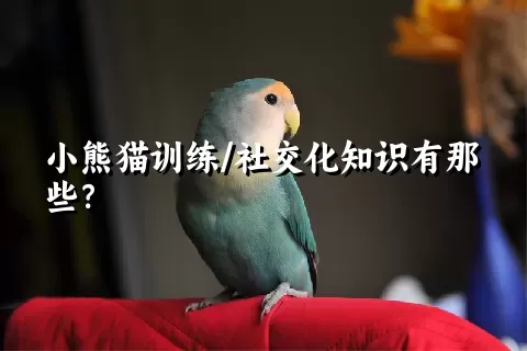 小熊猫训练/社交化知识有那些？ 