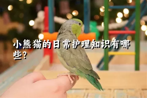 小熊猫的日常护理知识有哪些？