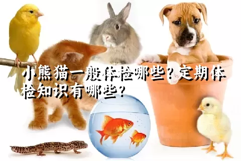 小熊猫一般体检哪些？定期体检知识有哪些？