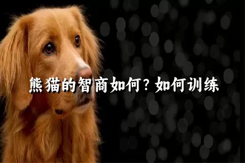 熊猫的智商如何？如何训练