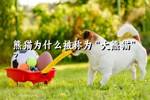 熊猫为什么被称为“大熊猫”？