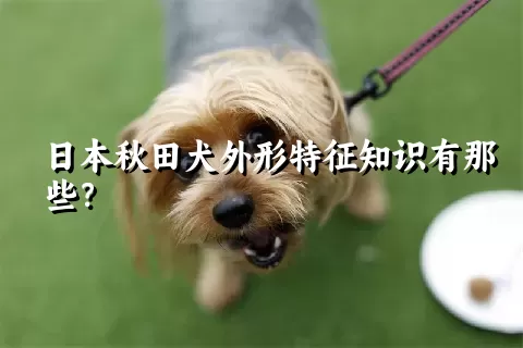 日本秋田犬外形特征知识有那些？