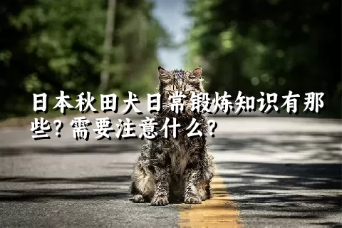 日本秋田犬日常锻炼知识有那些？需要注意什么？