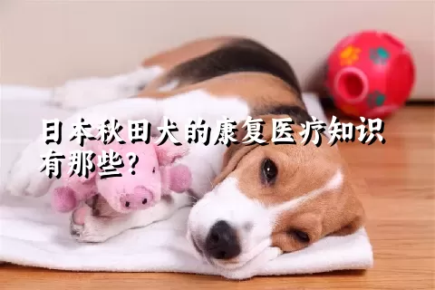 日本秋田犬的康复医疗知识有那些？