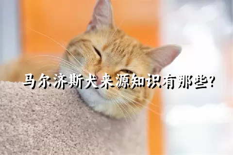 马尔济斯犬来源知识有那些?