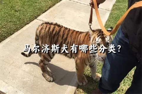 马尔济斯犬有哪些分类？