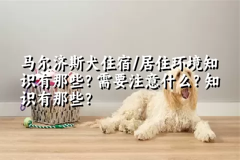 马尔济斯犬住宿/居住环境知识有那些？需要注意什么？知识有那些？