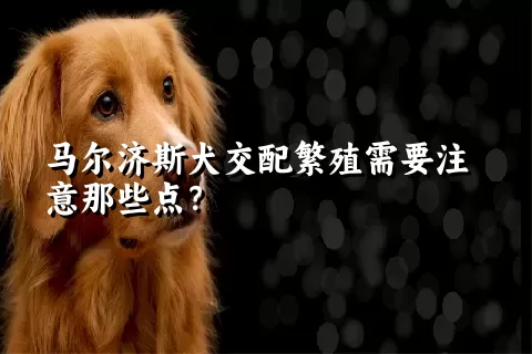 马尔济斯犬交配繁殖需要注意那些点？