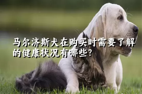 马尔济斯犬在购买时需要了解的健康状况有哪些？