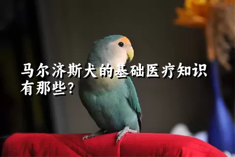 马尔济斯犬的基础医疗知识有那些？