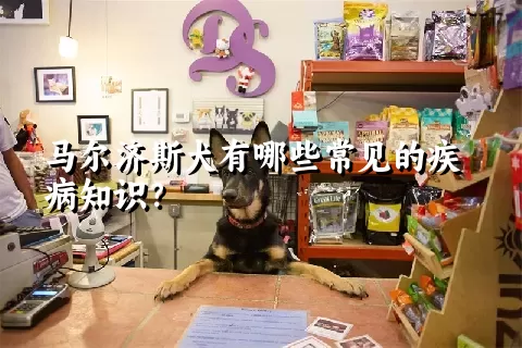 马尔济斯犬有哪些常见的疾病知识？