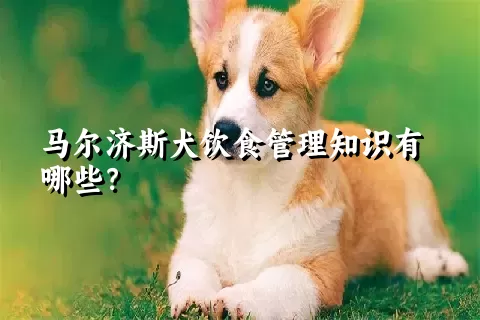 马尔济斯犬饮食管理知识有哪些？ 