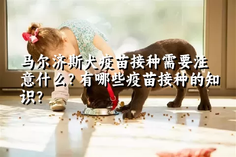 马尔济斯犬疫苗接种需要注意什么？有哪些疫苗接种的知识？