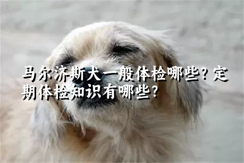 马尔济斯犬一般体检哪些？定期体检知识有哪些？