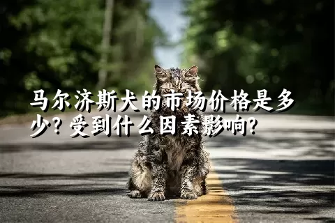 马尔济斯犬的市场价格是多少？受到什么因素影响？