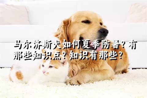 马尔济斯犬如何夏季防暑？有那些知识点？知识有那些？