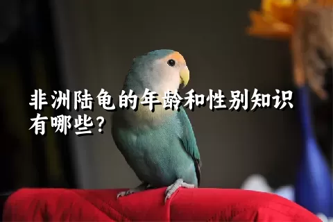 非洲陆龟的年龄和性别知识有哪些？