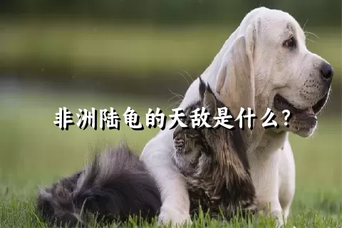 非洲陆龟的天敌是什么？