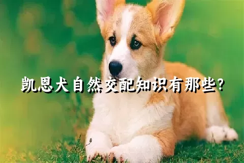 凯恩犬自然交配知识有那些？