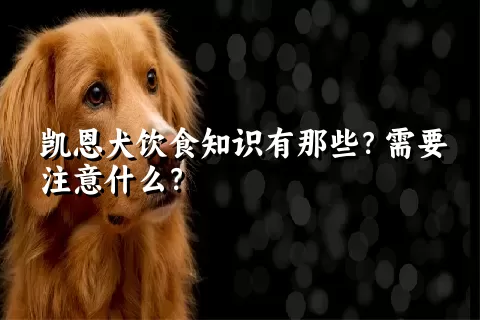 凯恩犬饮食知识有那些？需要注意什么？