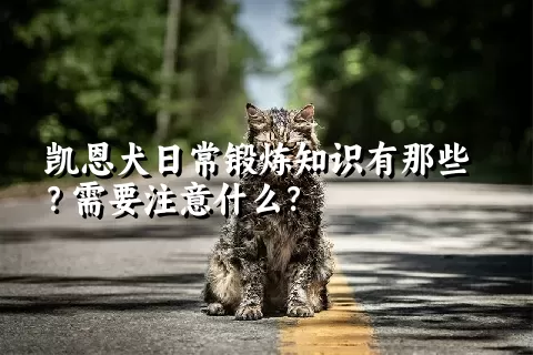 凯恩犬日常锻炼知识有那些？需要注意什么？