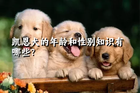 凯恩犬的年龄和性别知识有哪些？