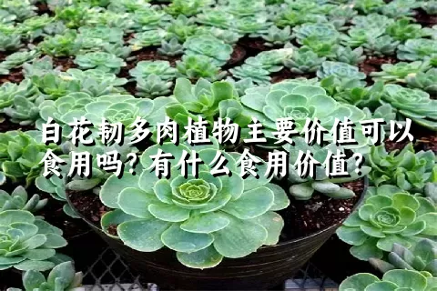 白花韧多肉植物主要价值可以食用吗？有什么食用价值？