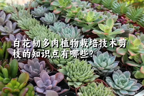 白花韧多肉植物栽培技术剪枝的知识点有哪些？