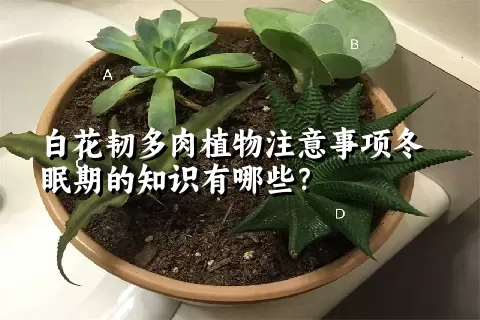 白花韧多肉植物注意事项冬眠期的知识有哪些？