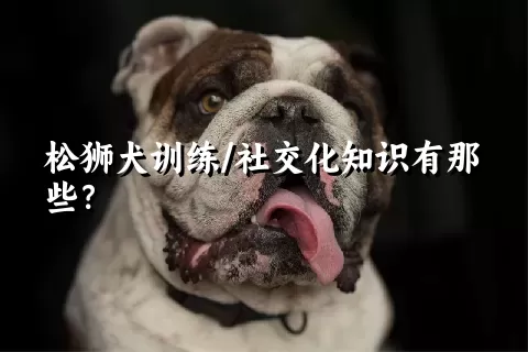 松狮犬训练/社交化知识有那些？ 