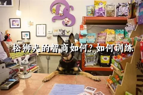 松狮犬的智商如何？如何训练