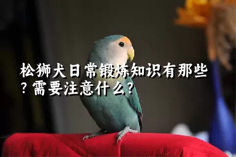 松狮犬日常锻炼知识有那些？需要注意什么？