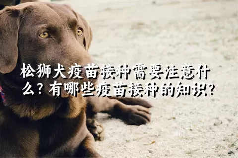 松狮犬疫苗接种需要注意什么？有哪些疫苗接种的知识？