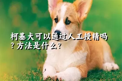 柯基犬可以通过人工授精吗？方法是什么？