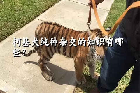 柯基犬纯种杂交的知识有哪些？ 