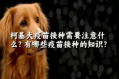 柯基犬疫苗接种需要注意什么？有哪些疫苗接种的知识？